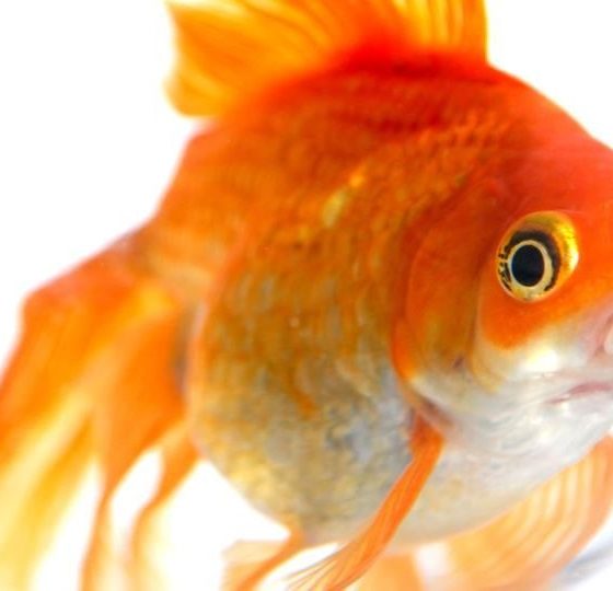 Память золотой рыбки