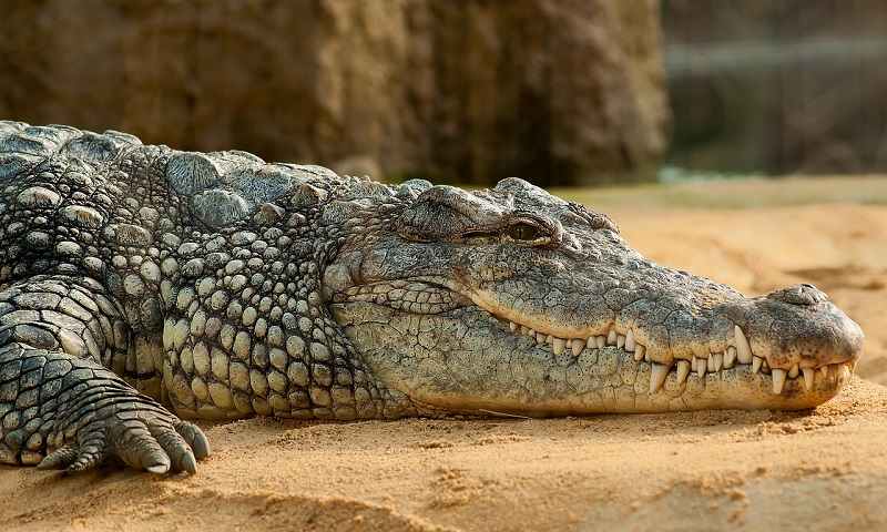 Крокодил в канализации