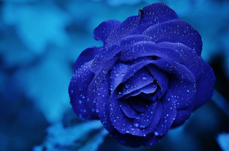 Тайна синей розы